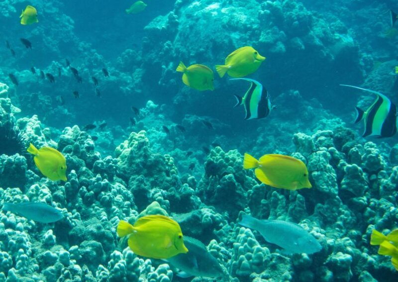 wailea-beach-snorkeling-tour-for-non-swimmers-beginners