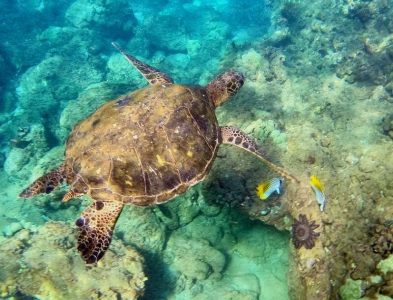 wailea-beach-snorkeling-tour-for-non-swimmers-beginners