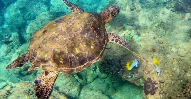 wailea-beach-snorkeling-tour-for-non-swimmers-beginners
