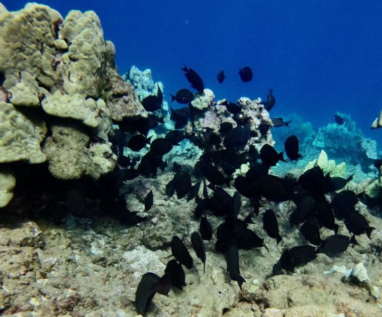 wailea-beach-snorkeling-tour-for-non-swimmers-beginners