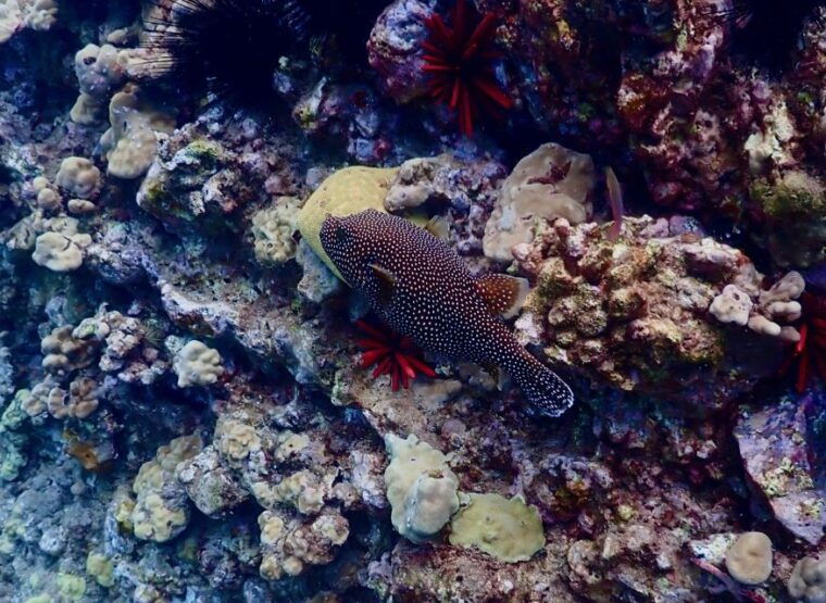 wailea-beach-snorkeling-tour-for-non-swimmers-beginners