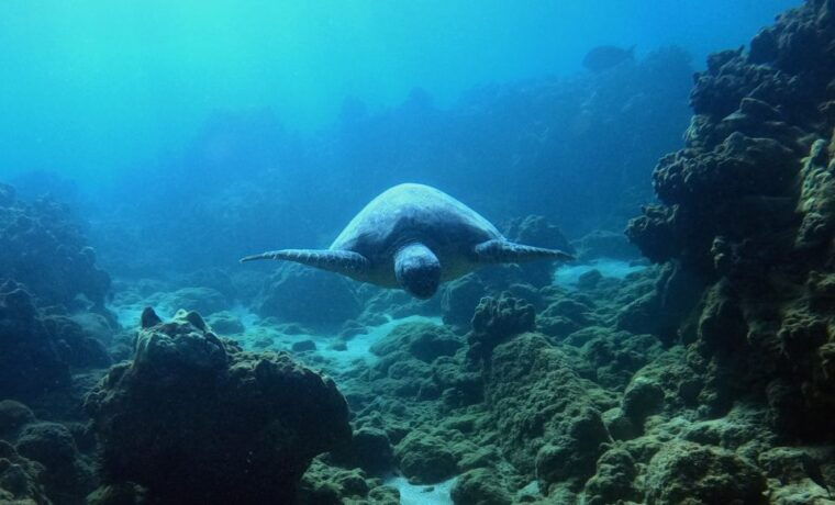 wailea-beach-snorkeling-tour-for-non-swimmers-beginners