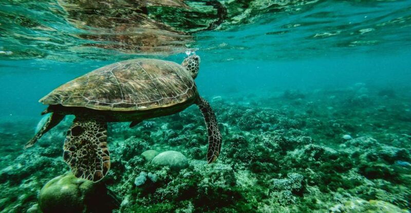 wailea-turtle-town-snorkeling-trip-with-photo-and-video