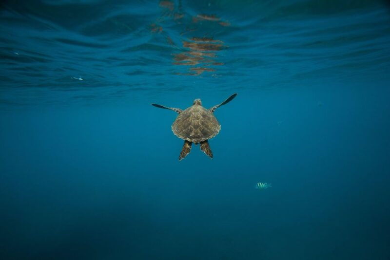 wailea-turtle-town-snorkeling-trip-with-photo-and-video