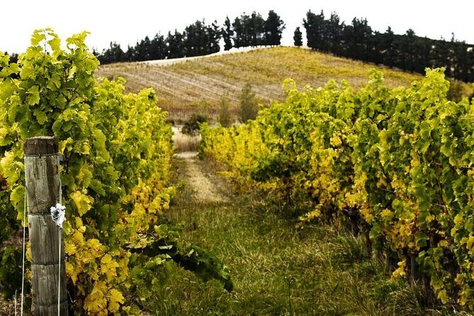 Waipara Valley Winery Tour Wine Tastings and Scenic Views - The Wines and Food Pairings