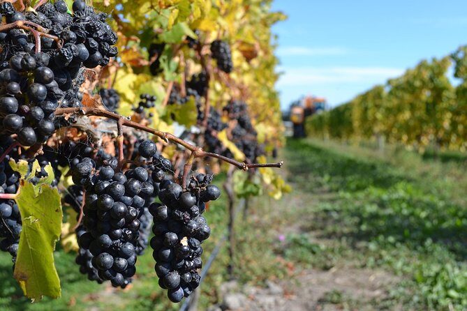 Waipara Wine Tour from Christchurch - including Lunch & Tastings - FAQ