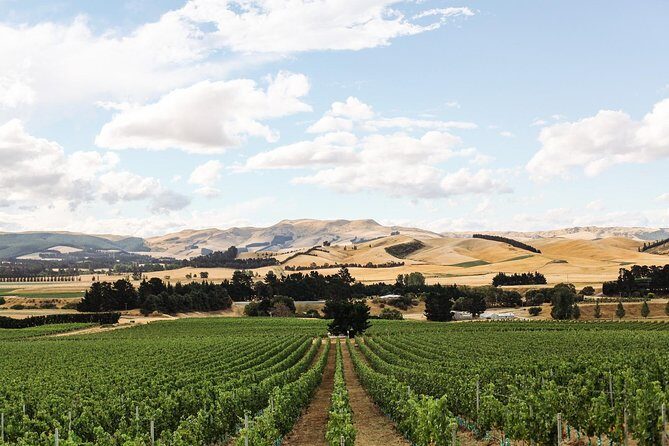 Waipara Wine Tour from Christchurch - including Lunch & Tastings - The Bottom Line