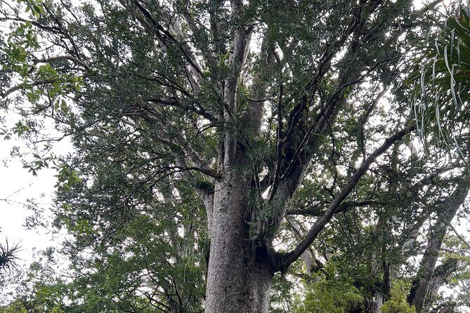 WAIPOUA FOREST Tane Mahuta & KAURI MUSEUM Day Tour from Auckland - Authentic Experiences and Insights from Past Travelers