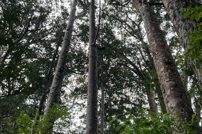 WAIPOUA FOREST Tane Mahuta & KAURI MUSEUM Day Tour from Auckland - Analyzing Value: Is It Worth the Price?