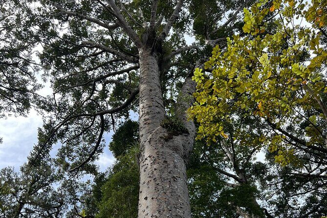 WAIPOUA FOREST Tane Mahuta & KAURI MUSEUM Day Tour from Auckland - Who Should Consider This Tour?