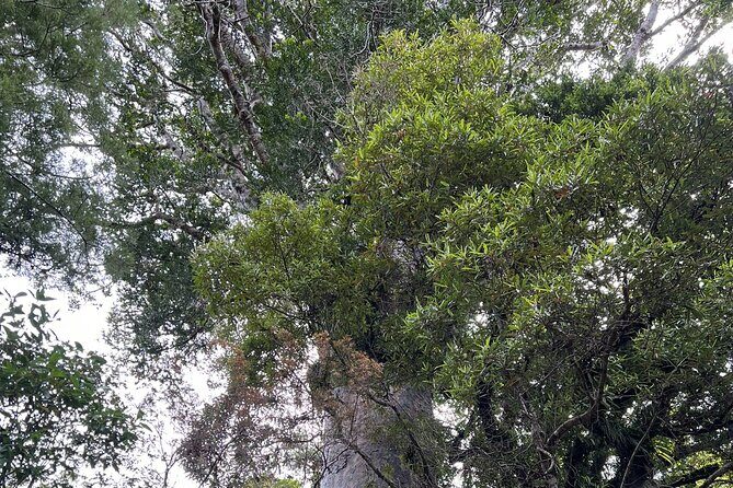 WAIPOUA FOREST Tane Mahuta & KAURI MUSEUM Day Tour from Auckland - FAQ
