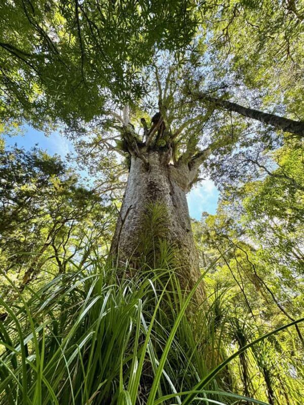 Waipoua Forest: Tane Mahuta & Kauri Museum from Auckland - Exploring the Wonders of Waipoua Forest: Tane Mahuta & Kauri Museum from Auckland