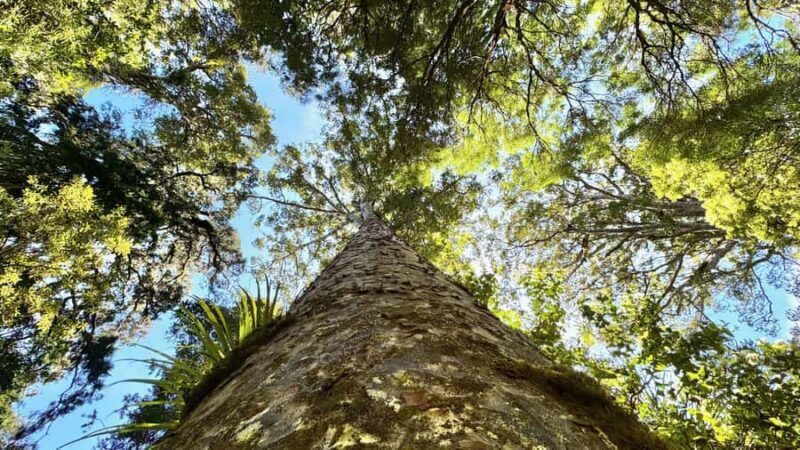 Waipoua Forest: Tane Mahuta & Kauri Museum from Auckland - Practical Details and Value