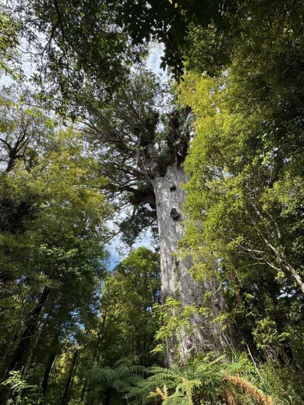 Waipoua Forest: Tane Mahuta & Kauri Museum from Auckland - The Sum Up