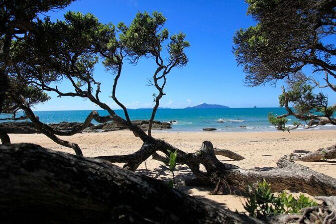 Waipu Milkyway Cave and East Coast Day Tour from Auckland - The Sum Up