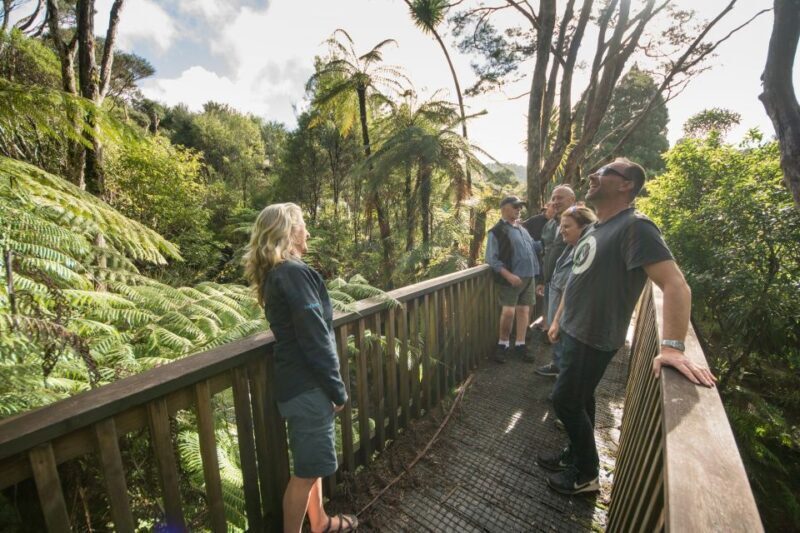 Waitakere Ranges Wilderness Experience Tour from Auckland - Key Points