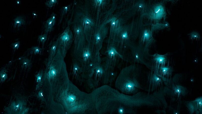 Waitangi: Kawiti Glow Worm Cave & Opua Kauri Forest Walk - Key Points