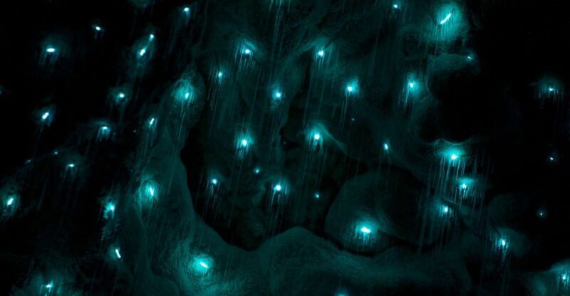 Waitangi: Kawiti Glow Worm Cave & Opua Kauri Forest Walk - Discovering the Magic of the Kawiti Glow Worm Cave