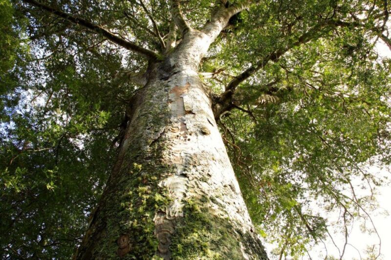 Waitangi: Kawiti Glow Worm Cave & Opua Kauri Forest Walk - What’s Included & What’s Not