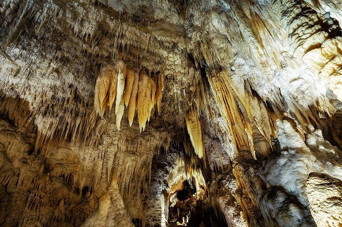 Waitomo Caves & Rotorua - Te Puia Small-Group Tour from Auckland - What’s Included & What to Consider