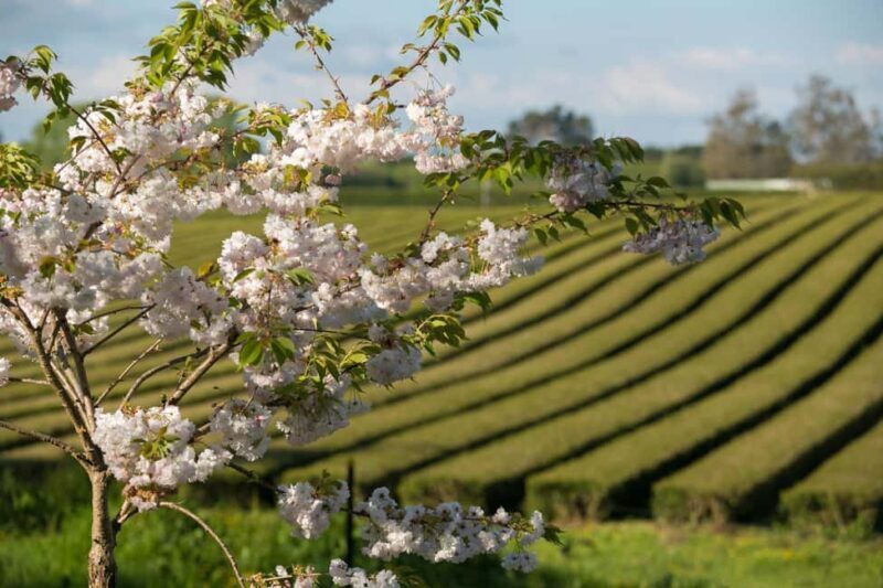 Waitomo Caves, Zealong Tea & Kiwi House Private Tour - Key Points