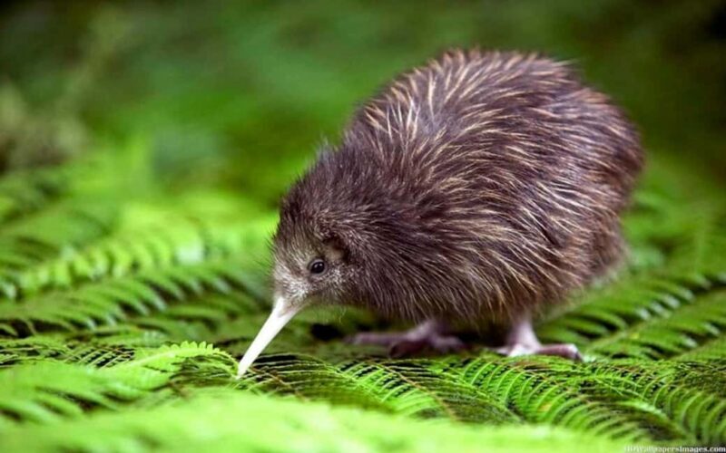 Waitomo Caves, Zealong Tea & Kiwi House Private Tour - FAQ