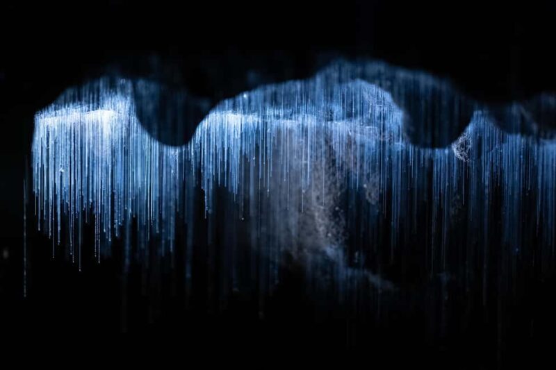 WAITOMO GLOWWORM CAVES & HAMILTON GARDENS - PRIVATE TOUR - Final Thoughts