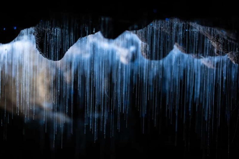 WAITOMO GLOWWORM & RUAKURI CAVES-PRIVATE TOUR FROM AUCKLAND - The Itinerary: What Makes This Tour Stand Out