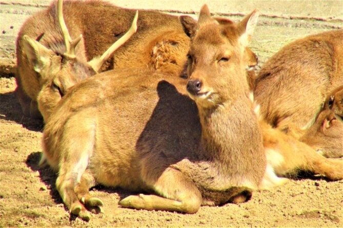 wakayama-castle-and-kuroshio-market-1-day-tour