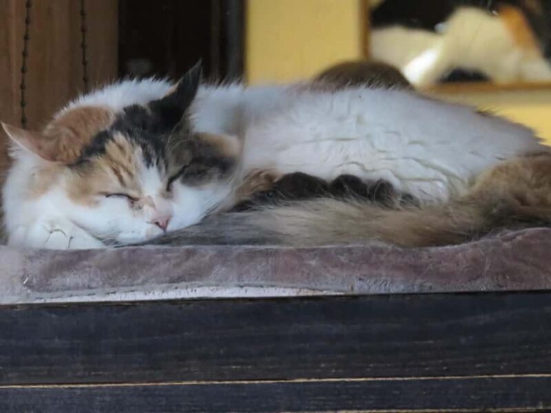 Wakayama: Cat Stationmasters and Local Myths, Train Tour - An Honest Look at the Itinerary and Experience