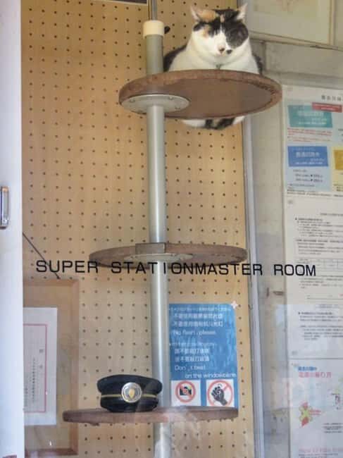 Wakayama: Cat Stationmasters and Local Myths, Train Tour - Final Thoughts