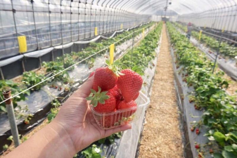 Wakayama: Day Trip to Shirahama Beach & Kuroshio Market - Who Is This Tour Best For?