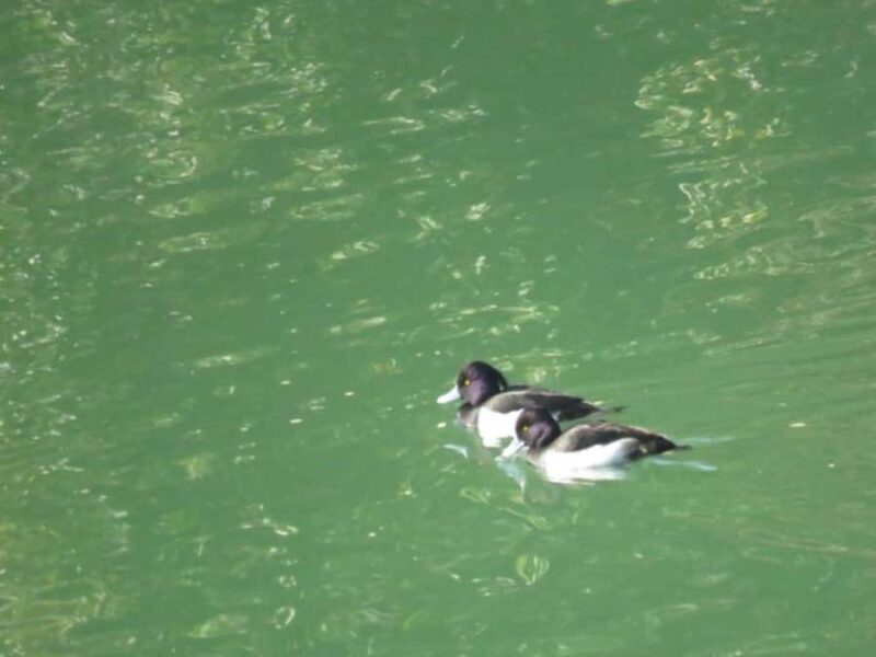 Wakayama: Legend of Princess Nagusa Tobe Walking Tour - The Sum Up