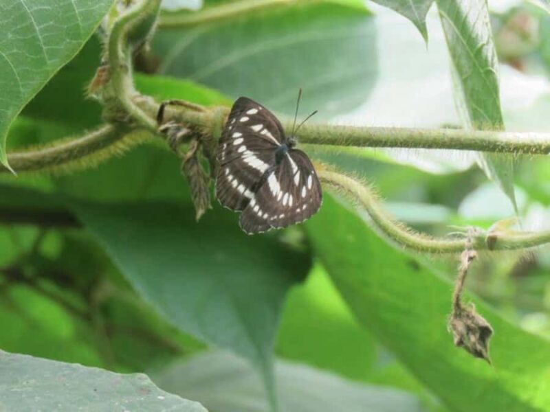 Wakayama: Negoro Historical Walking Tour with Temples Visit - Key Points