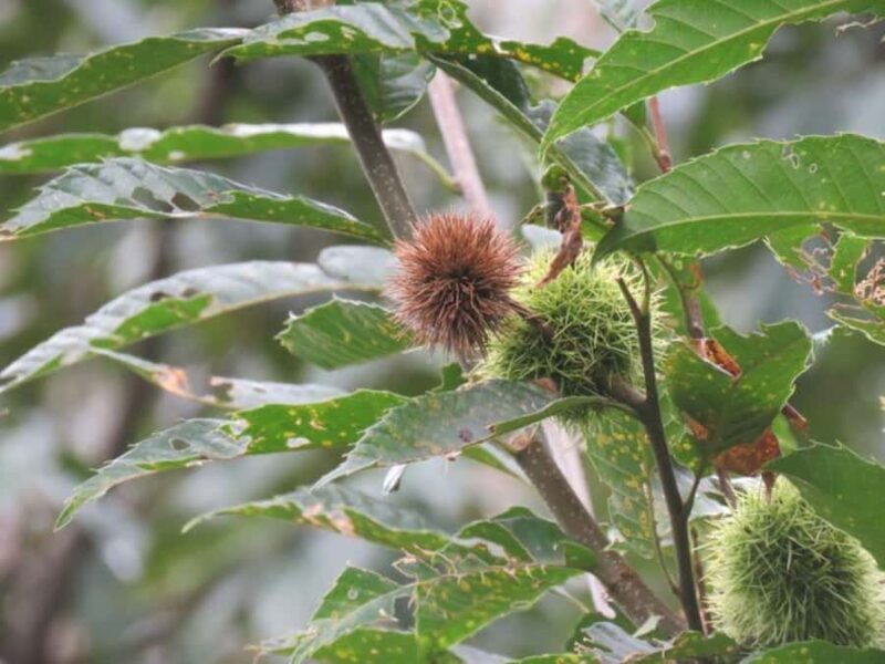 Wakayama: Negoro Historical Walking Tour with Temples Visit - Introduction to the Tour