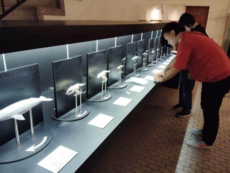 Wakayama: Taiji Whale Museum and Japans Ocean Heritage - A Detailed Look at the Taiji Whale Museum Tour