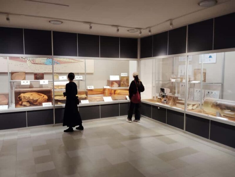 Wakayama: Taiji Whale Museum and Japans Ocean Heritage - Final Thoughts: Is It Worth It?