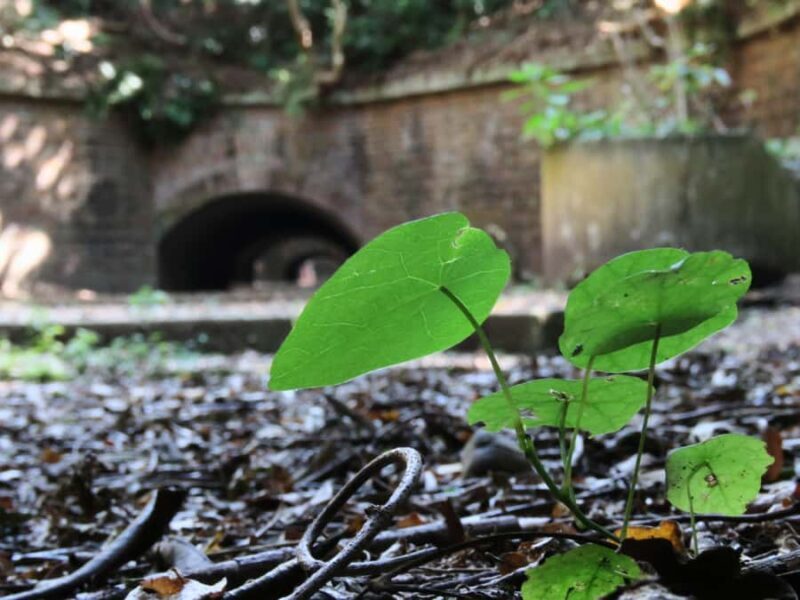 Wakayama: Tomogashima Island Hiking Tour - Key Points