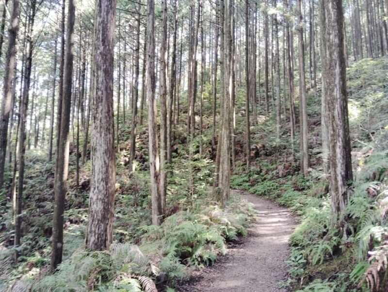 Wakayama: Walk the Kumano Kodo to Kumano Hongu Taisha - Key Points