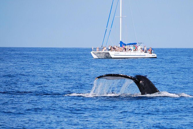 Wake Up With the Whales Cruise from Anaeho'omalu Bay - The Experience: What to Expect from Start to Finish