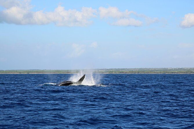 Wake Up With the Whales Cruise from Anaeho'omalu Bay - Who Would Love This Tour?