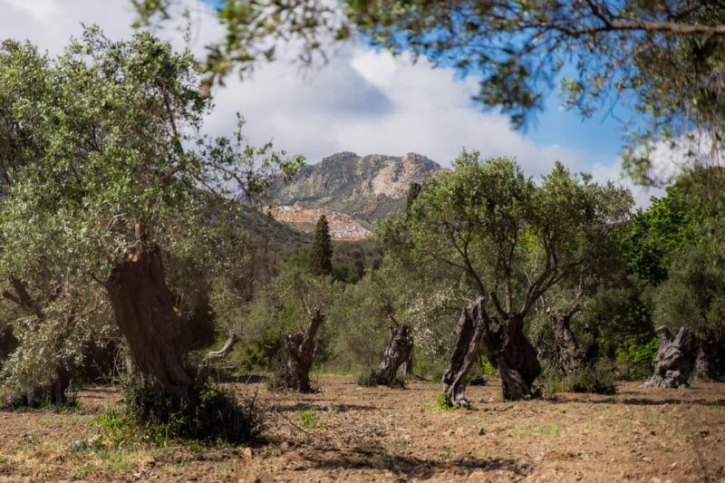 walk-among-the-olive-trees-small-group-experience