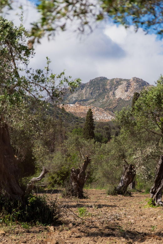 walk-among-the-olive-trees-small-group-experience