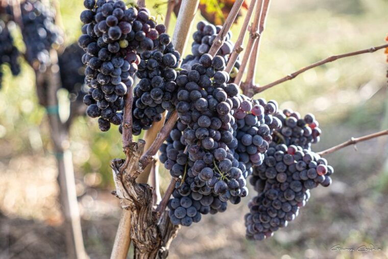 walk-among-the-rows-of-vineyards-and-wine-tasting