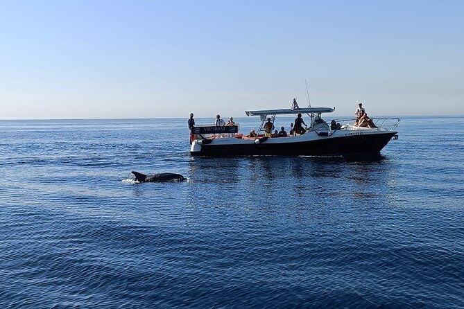 walk-and-dolphin-watching-in-fuengirola-1-drink