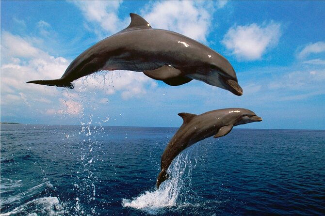 walk-and-dolphin-watching-in-fuengirola-1-drink
