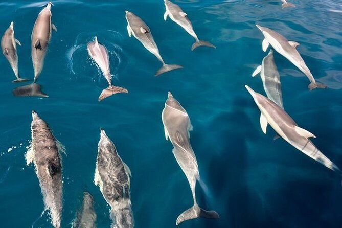 walk-and-dolphin-watching-in-fuengirola-1-drink