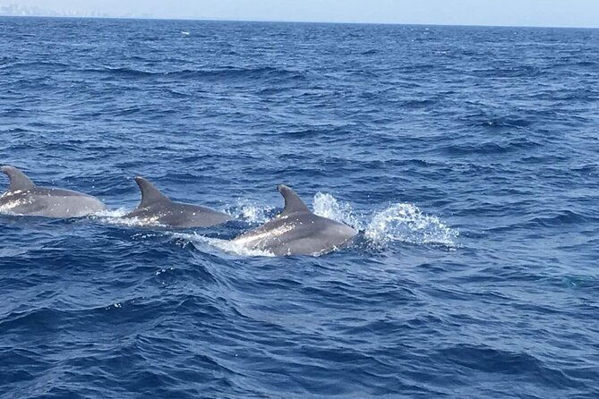 walk-and-dolphin-watching-in-fuengirola-1-drink