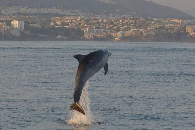 walk-and-dolphin-watching-in-fuengirola-1-drink