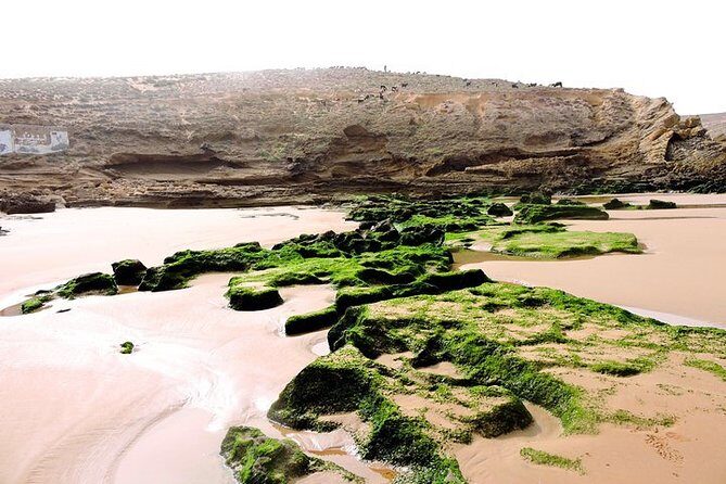 Walk between Argan Forest, Ocean & Waterfalls - A Detailed Look at the Tour Experience